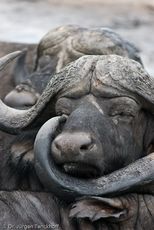 Afrikanischer Büffel (75 von 102).jpg